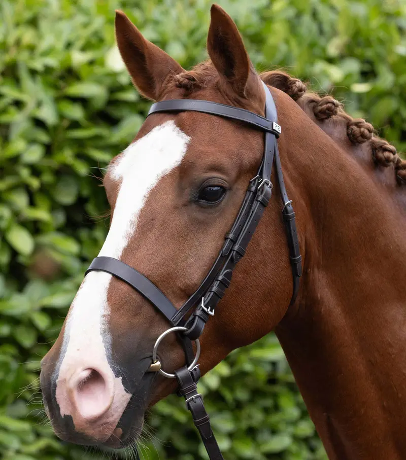 Exercise / Racing Bridle With Plain Caveson Noseband Dark Havana 1