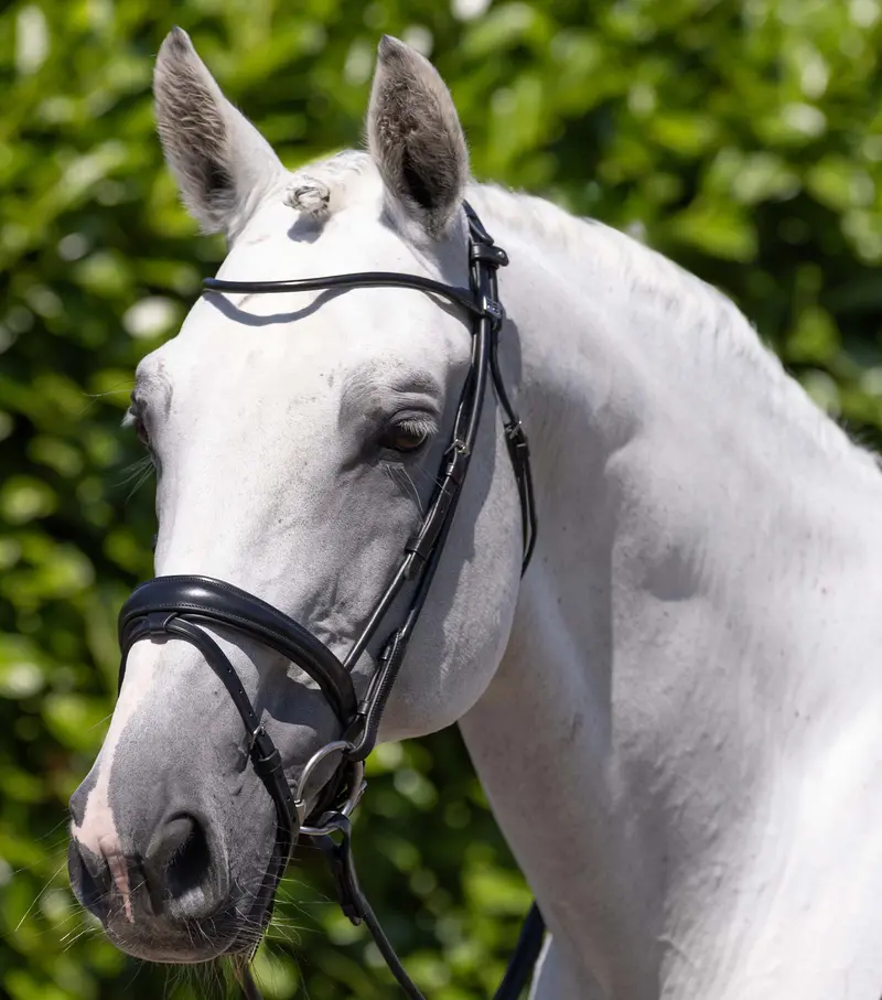 Finetti Rolled Leather Snaffle Bridle Black 1