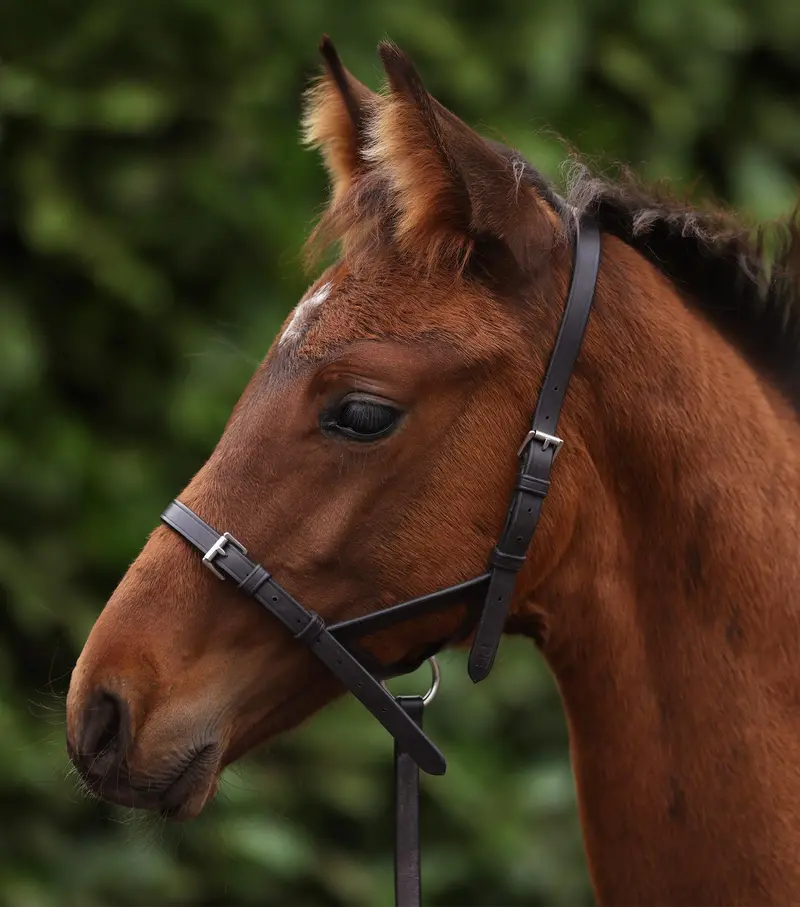 Foal Slip 1/2" Dark Havana 1