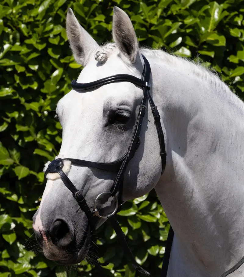 Glorioso Grackle Bridle Black 1