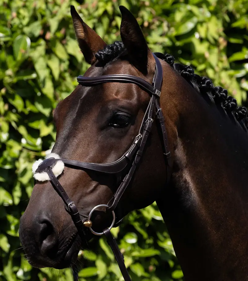 Glorioso Grackle Bridle Brown 1