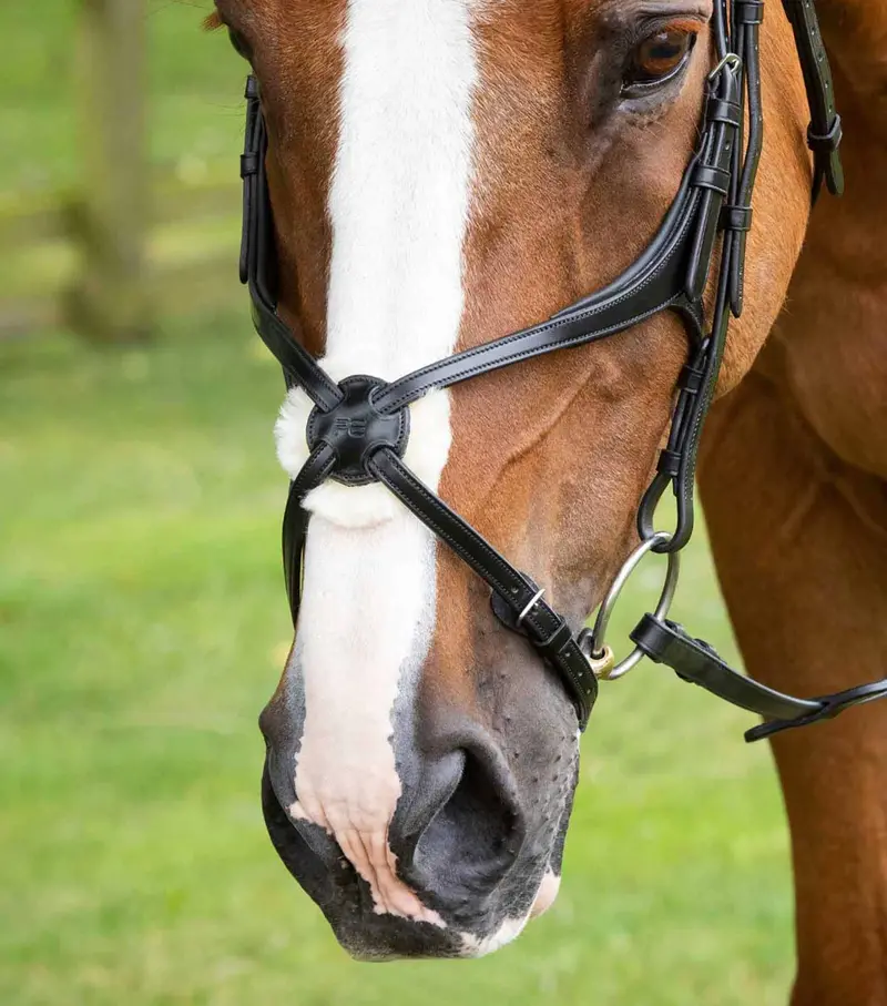 Glorioso Mexican Grackle Noseband Black 2