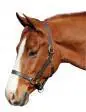 Henri De Rivel Advantage Leather Halter 2