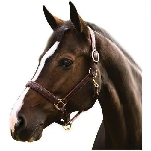 Henri De Rivel Pro Fancy Padded Rolled Throat Triple Stitched Halter 1