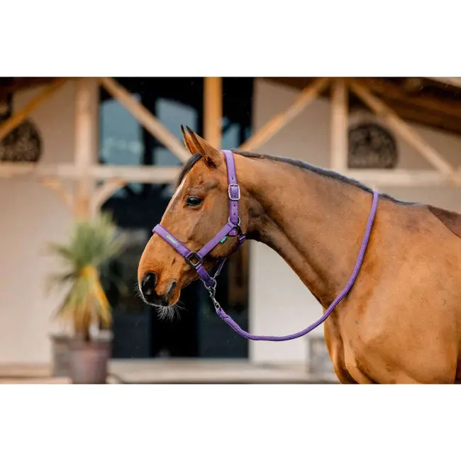 Horseware Amigo Halter and Lead Rope Combo Set