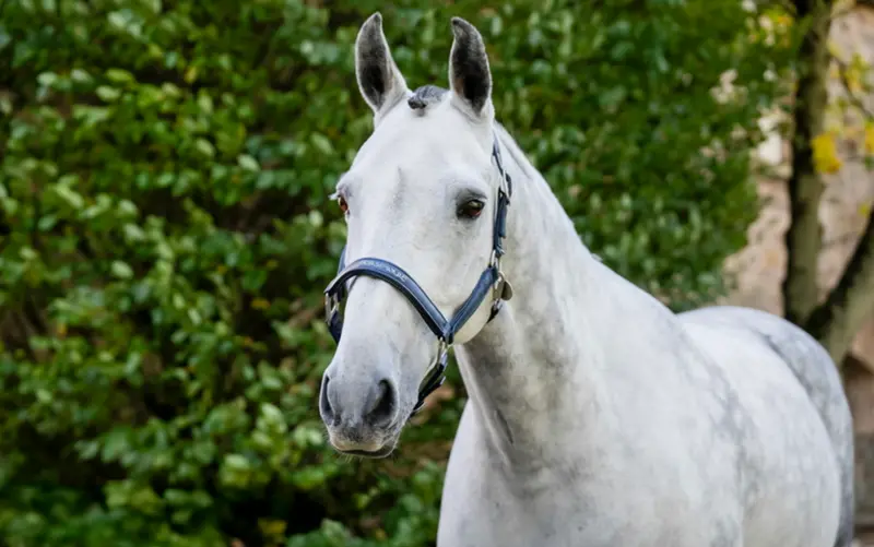 Horseware Grooming Halter 1
