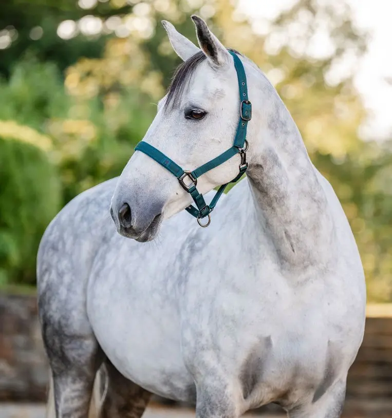 Horseware Halter & Leadrope 1