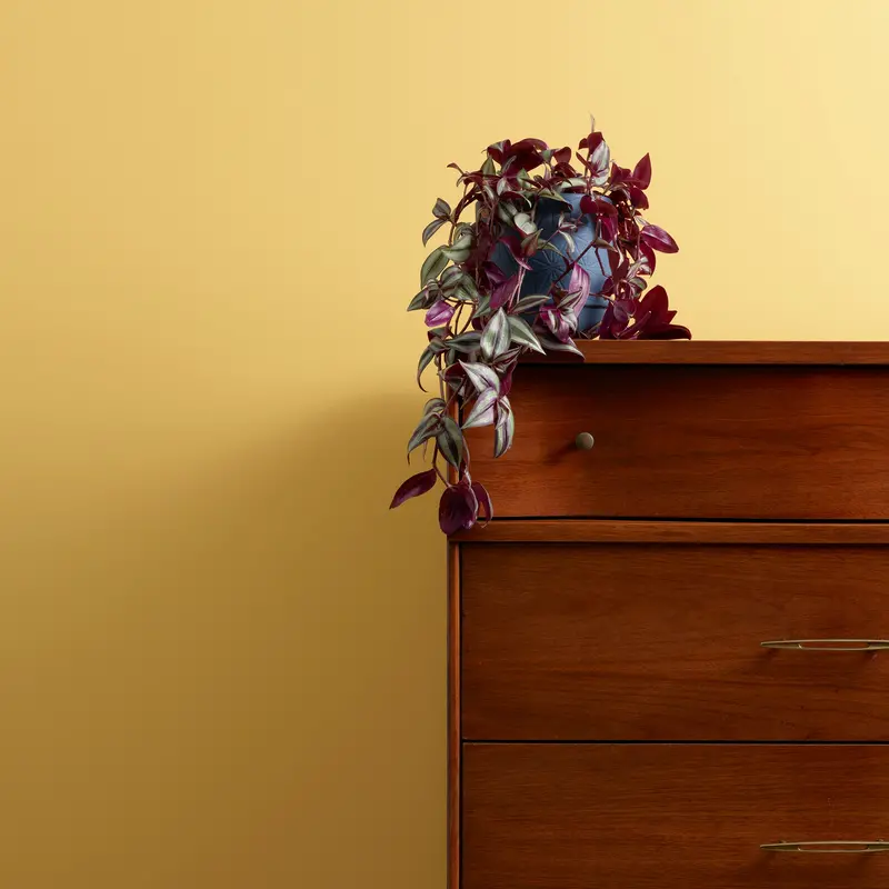 Hot As Mustard Wall Paint 2