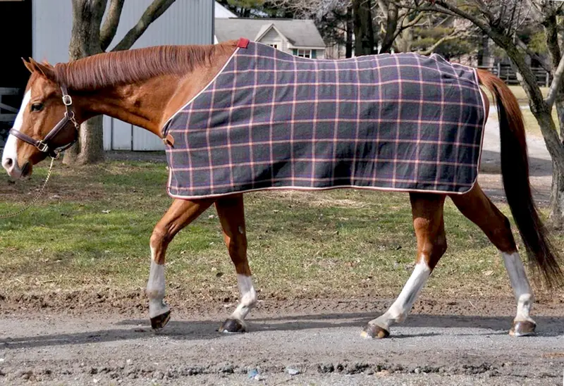Intrepid Wool Day Sheet/Cooler 1