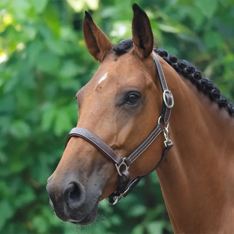 Jump’in One Collection Decorative Fancy Halter