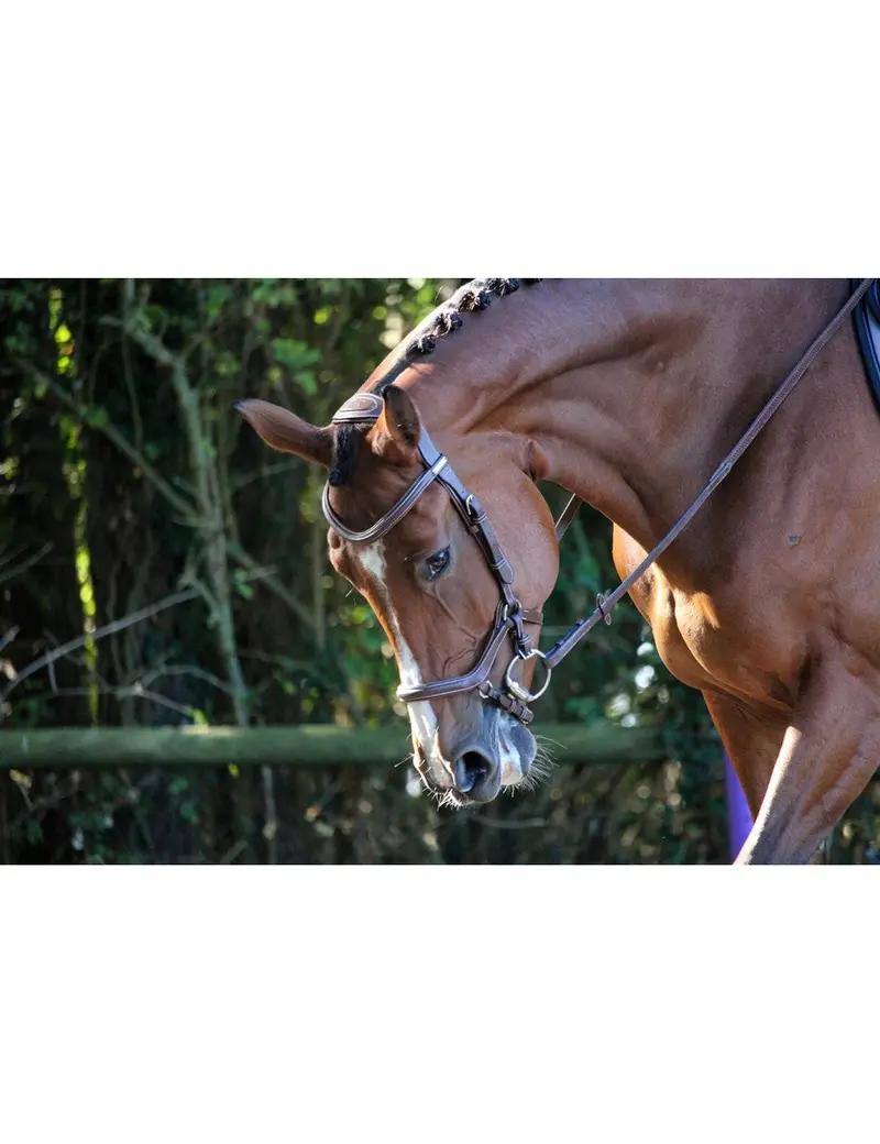 Jump'in One Collection New York Bridle 1