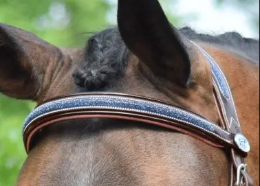 Jump'in Week Crystal Bridle With Flash Noseband 1