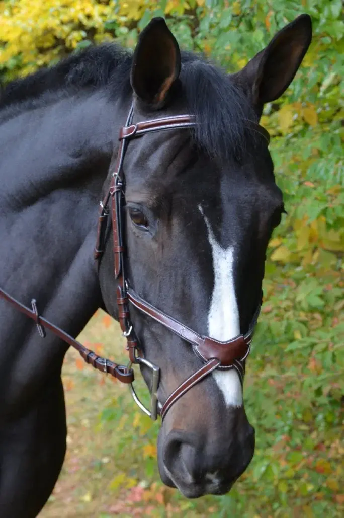 Kl Italia Chase Figure 8 Bridle(Disc) 1