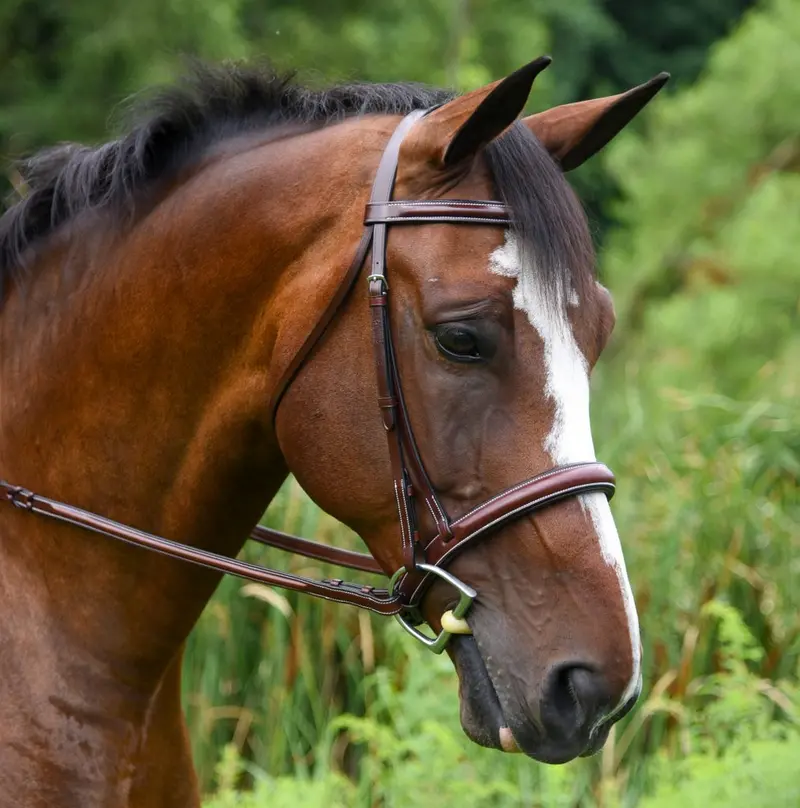 Kl Italia Del Mar Padded Bridle 1