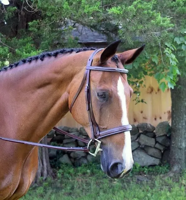 Kl Italia Middleburg Bridle 1