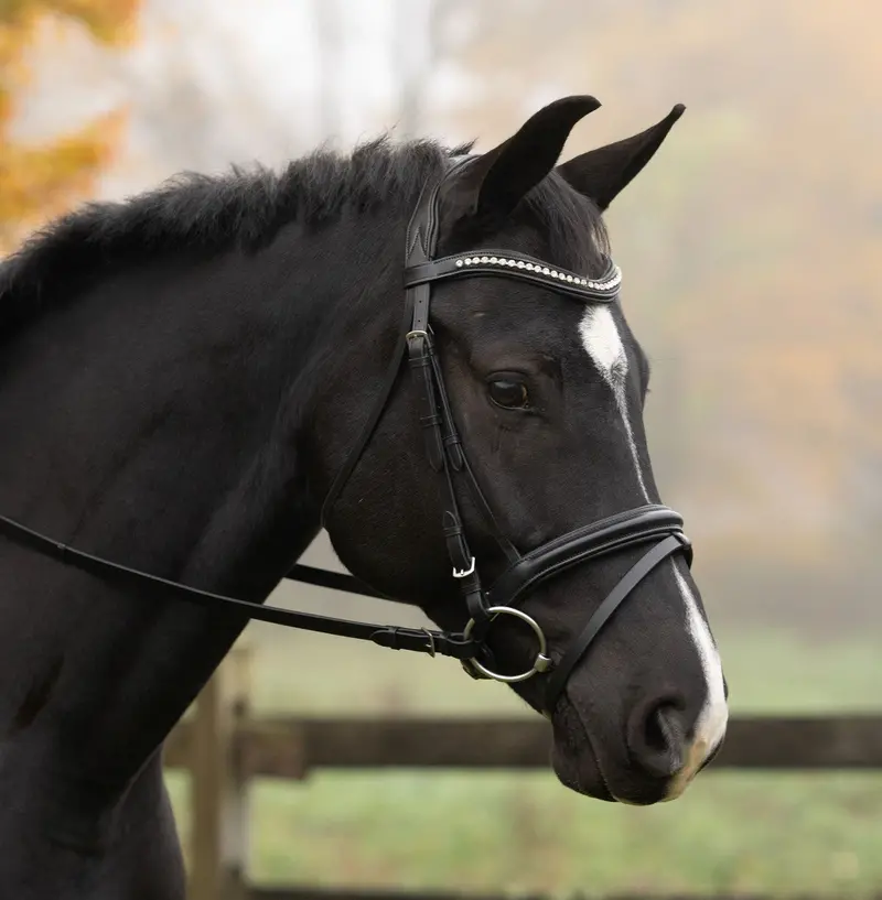 Kl Select The Black Oak Magnolia Dressage Bridle 1