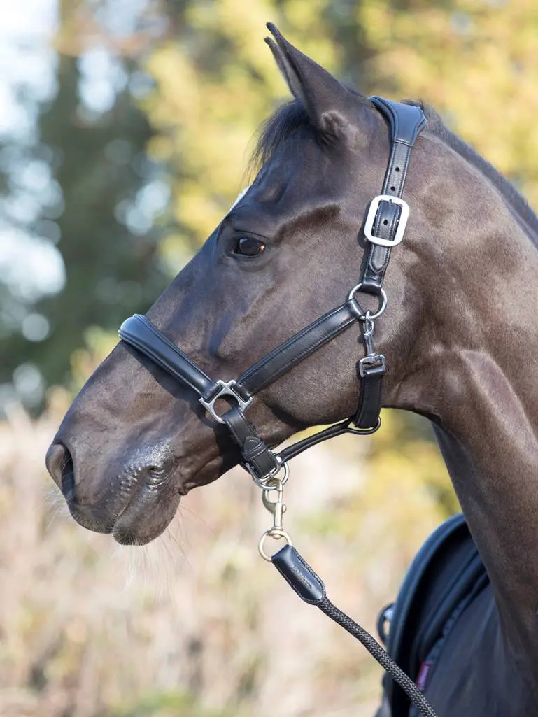 Lemieux Anatomic Leather Halter 1