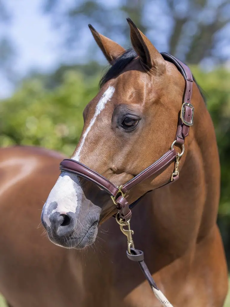 Lemieux Anatomic Leather Halter 2