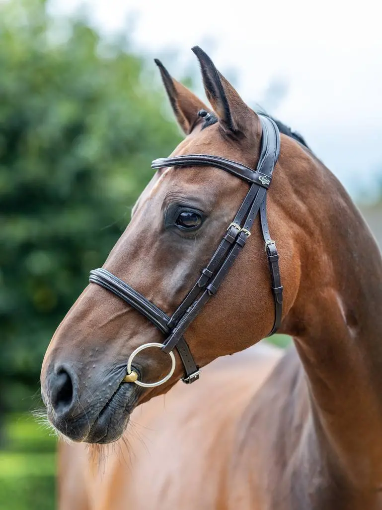 Lemieux Arika Cavesson Bridle 1