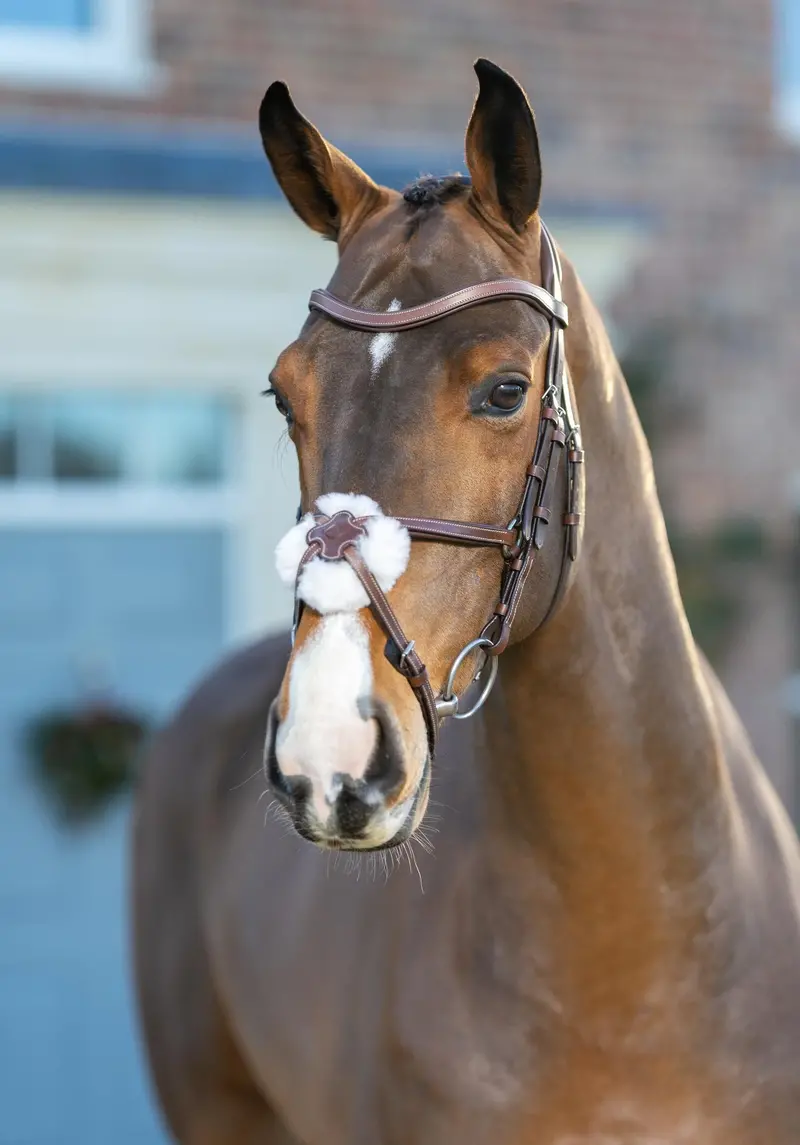 Lemieux Arika Grackle Figure 8 Bridle 1