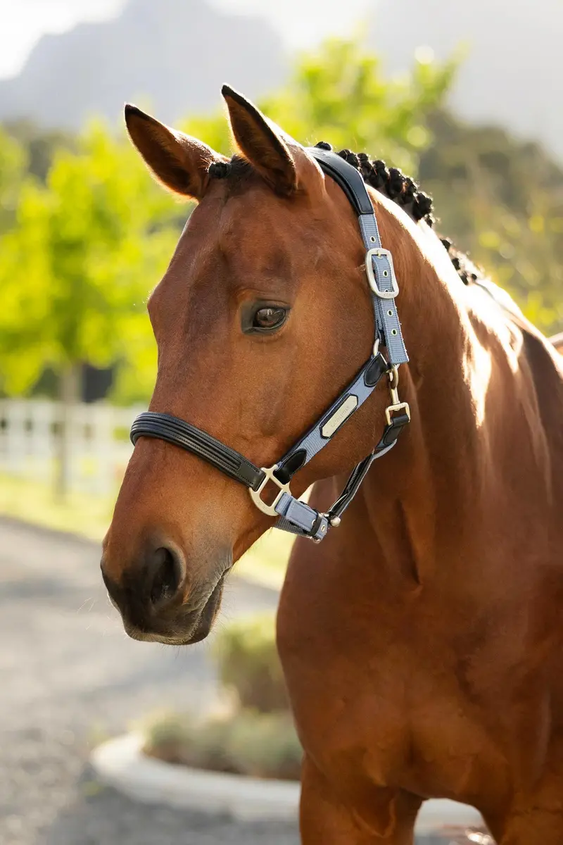 Lemieux Capella Halter 4