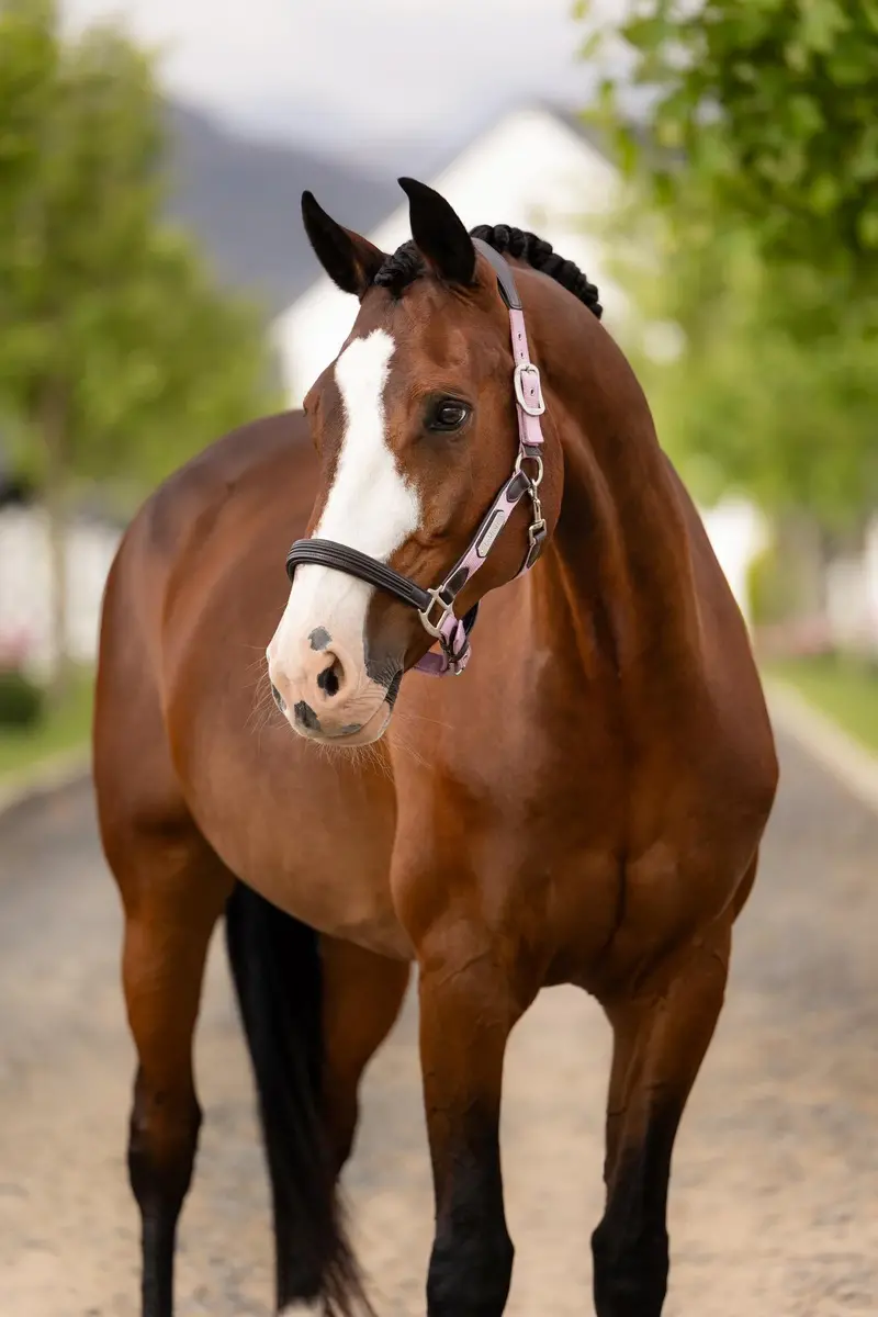 Lemieux Capella Halter 6