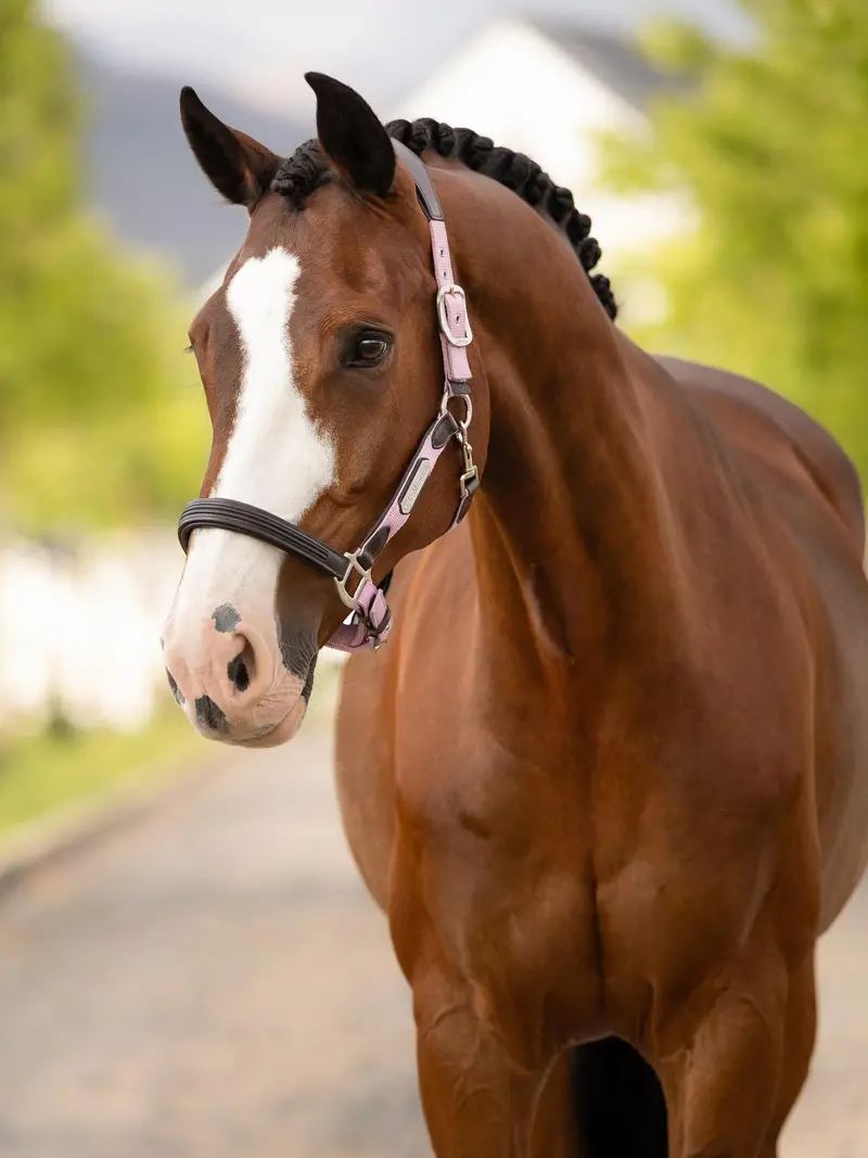 Lemieux Capella Headcollar 2