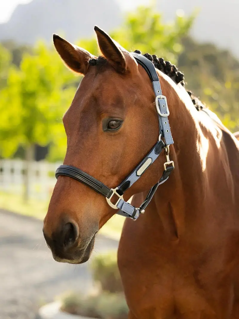 Lemieux Capella Headcollar 4