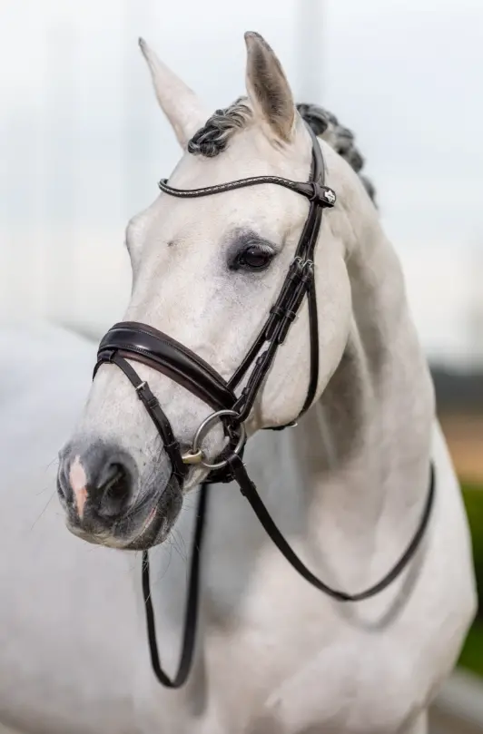 Lemieux Classic Dressage Bridle 5