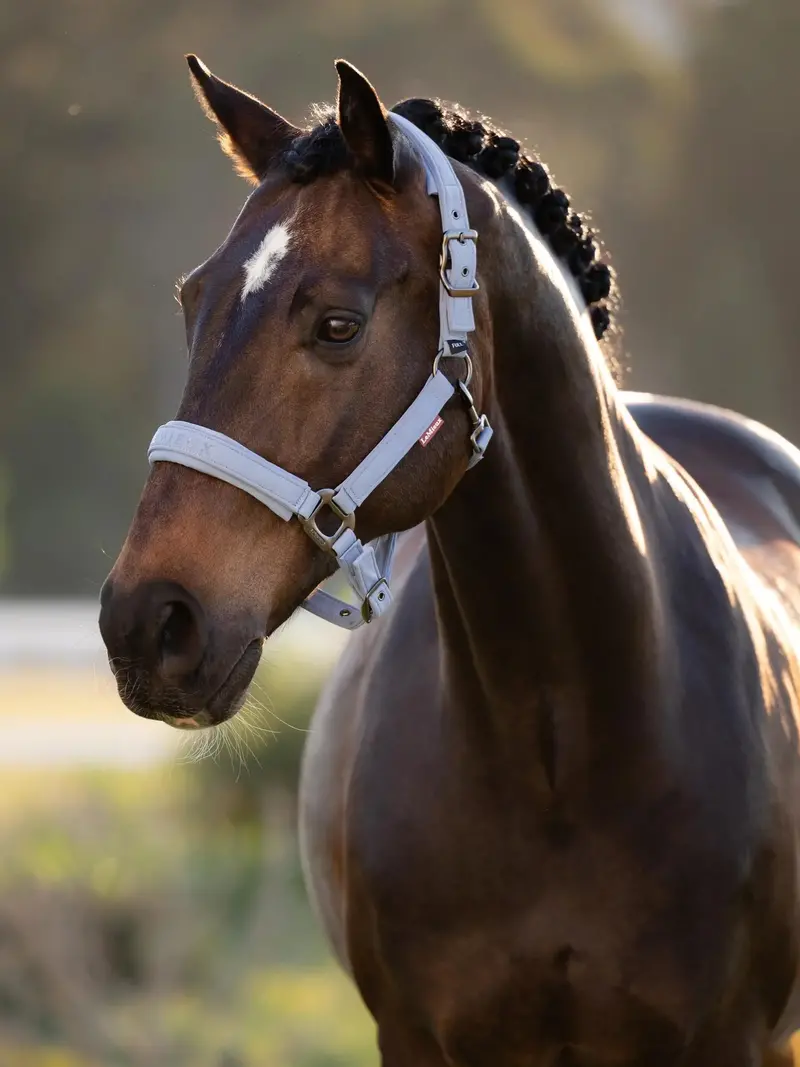 Lemieux Essence Adjustable Horse Halter