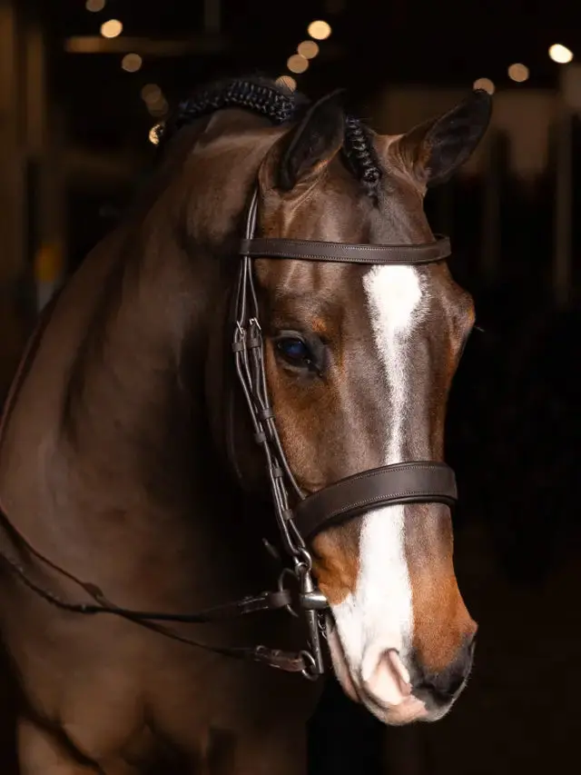 Lemieux Flat Hunter Bridle W/Laced Reins 1