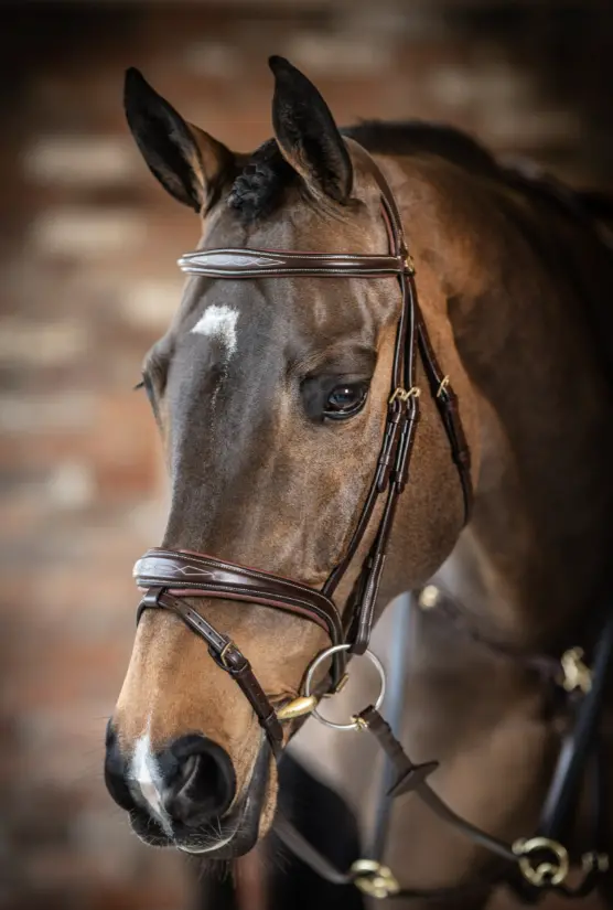 Lemieux Kudos Competition Flash Bridle 5