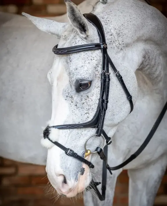 Lemieux Kudos Grackle Bridle 1