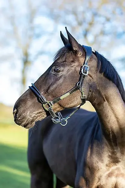 Lemieux Rope Control Halter 1