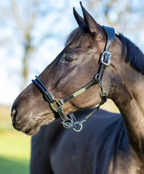 Lemieux Rope Control Halter 4