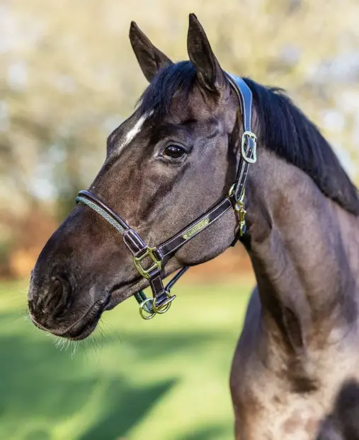 Lemieux Rope Control Halter 5