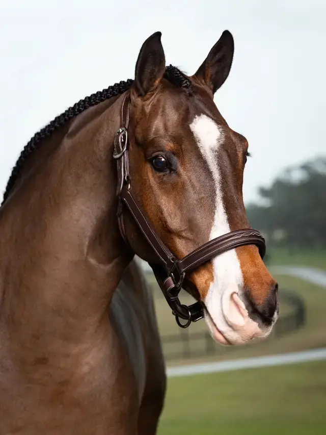 Lemieux Stitched Hunter Halter 1
