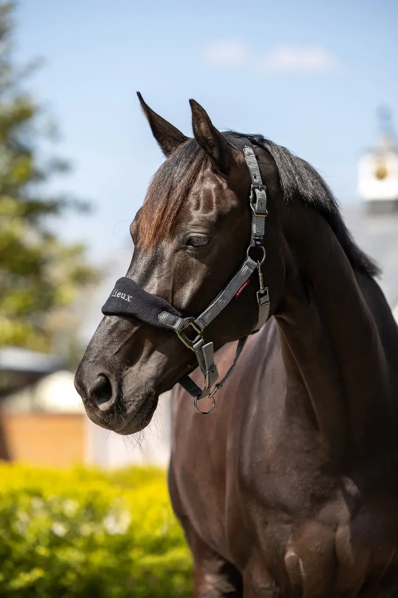 Lemieux Vogue Headcollar & Leadrope 2