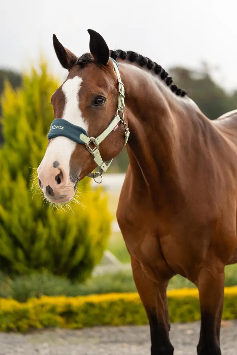Lemieux Vogue Headcollar & Leadrope 31