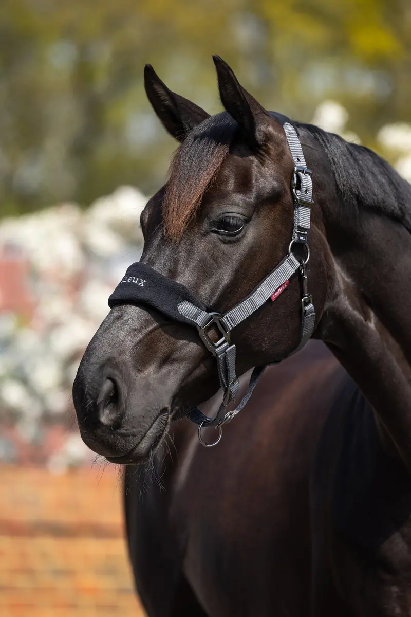 Lemieux Vogue Headcollar & Leadrope 8