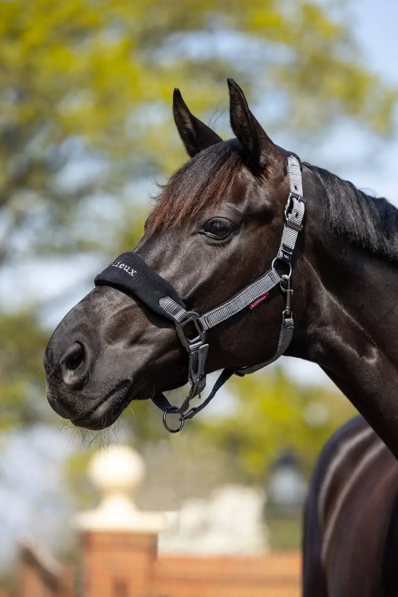 Lemieux Vogue Headcollar & Leadrope 9