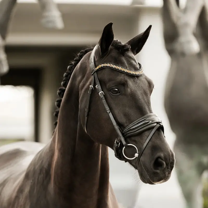 Lumiere Ariana Bridle Hanoverian 2