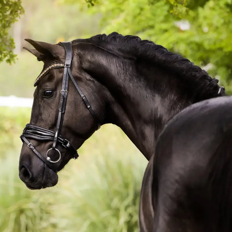 Lumiere Ariana Bridle Hanoverian 3