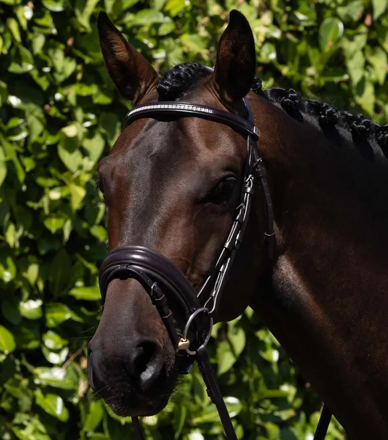 No Browband - Castello Anatomical Bridle Brown 1