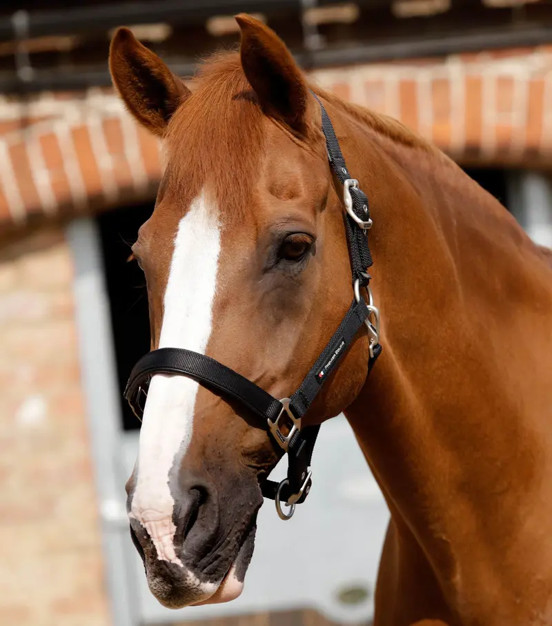 Nqp-Plain Padded Horse Head Collar Black 1