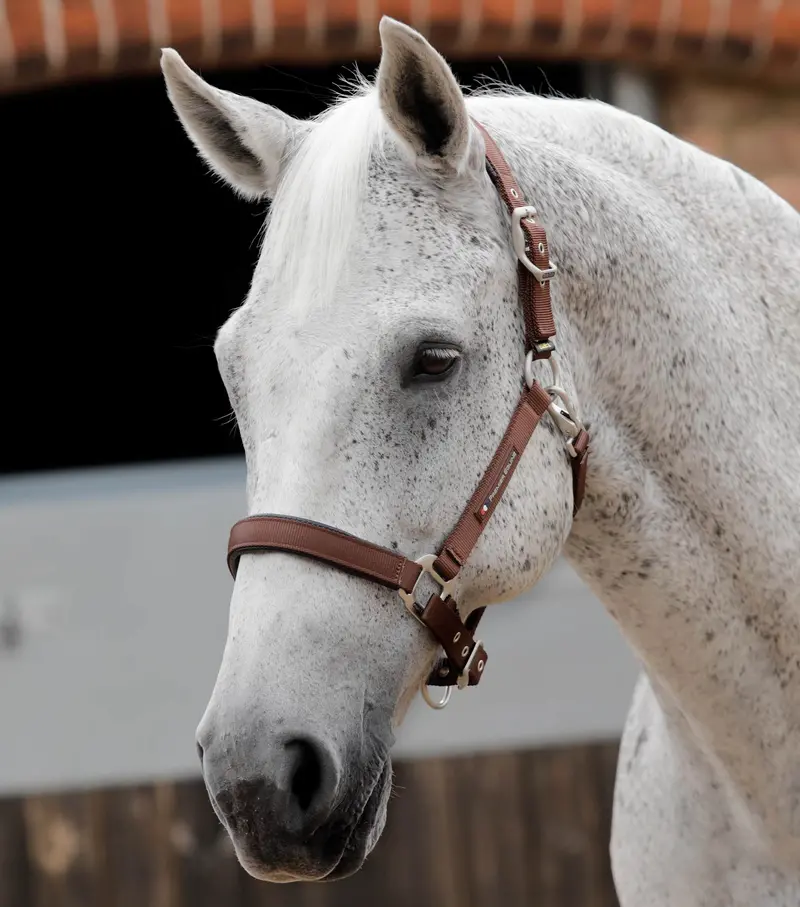 Nqp-Plain Padded Horse Head Collar Brown 1