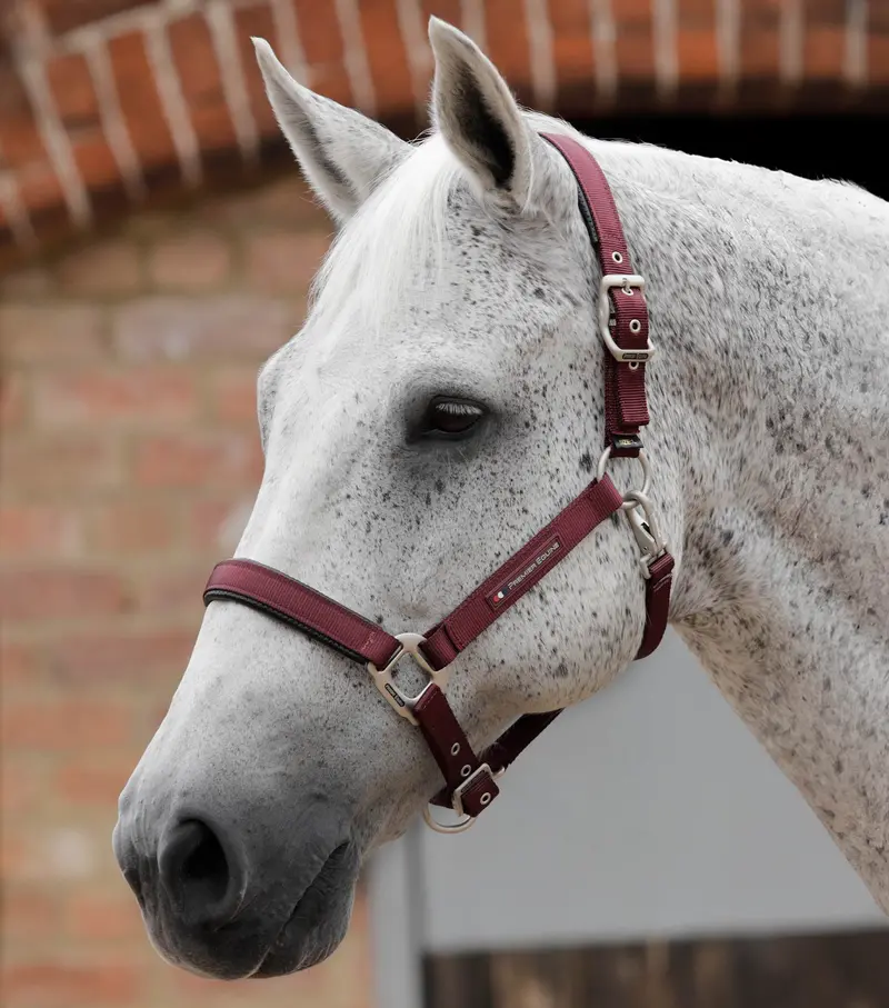 Nqp-Plain Padded Horse Head Collar Burgundy 1