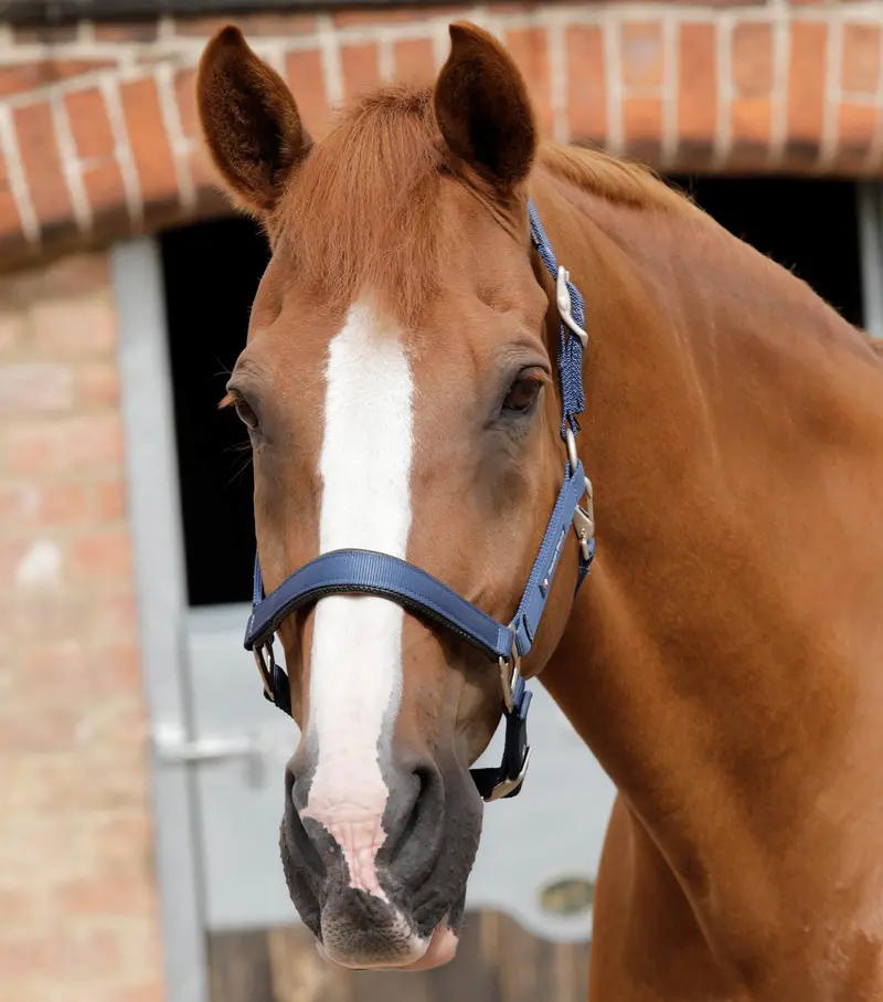 Nqp-Plain Padded Horse Head Collar Navy 1