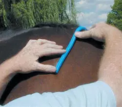 Nunn Finer Saddle Fitting Curve 1