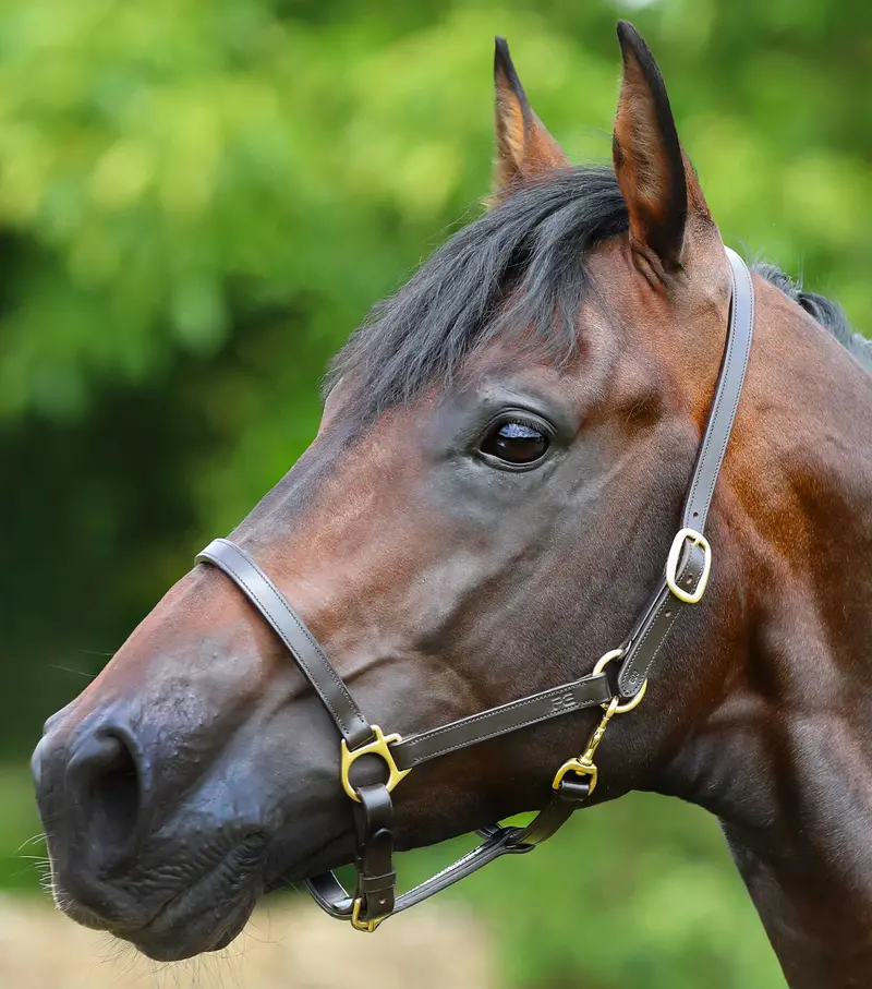 Pasco Plain Leather Head Collar Brown 1